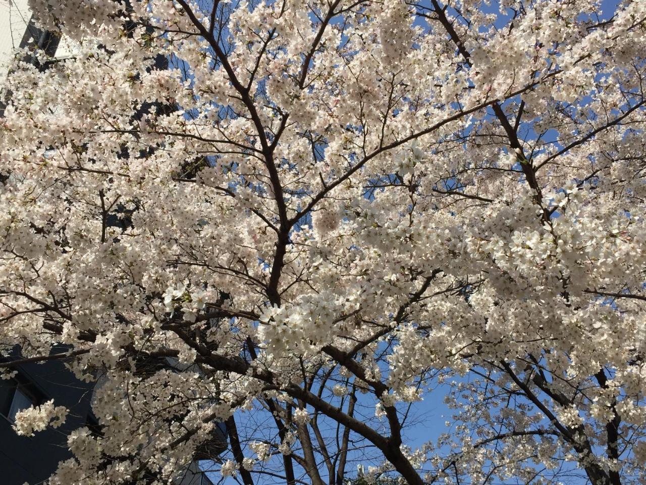 Sakura Lejlighed Osaka Eksteriør billede